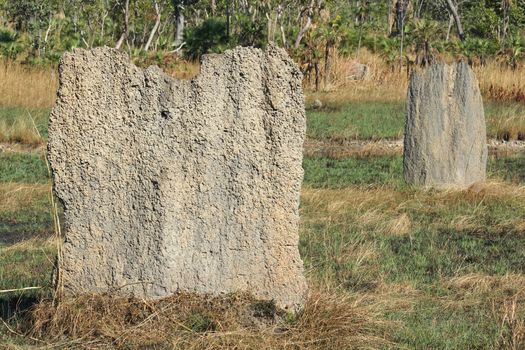 Magnetic termite mound, Litchfield National Park, Australia