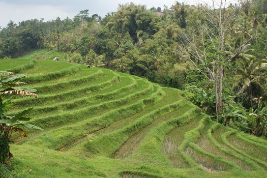 Rice field, Bali, Indonesia, Asia