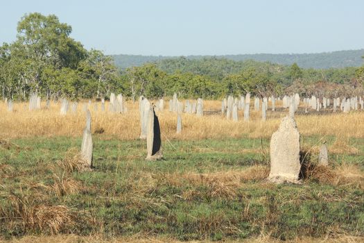 Magnetic termite mound, Litchfield National Park, Australia