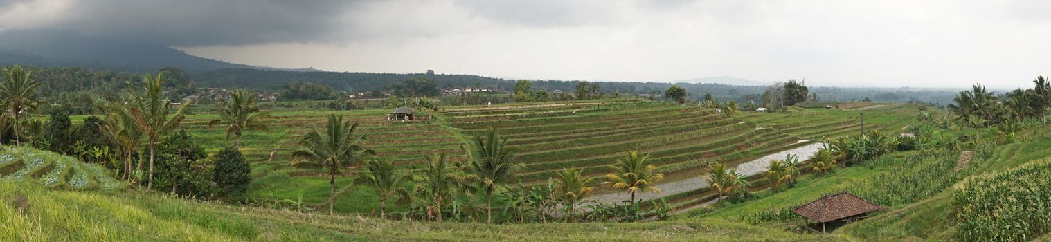 Rice field, Bali, Indonesia, Asia