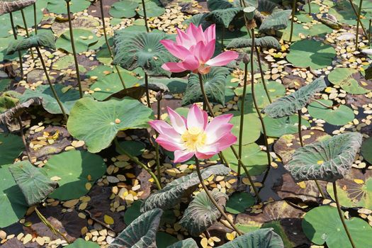 Lotus, flowers of Bali, Indonesia