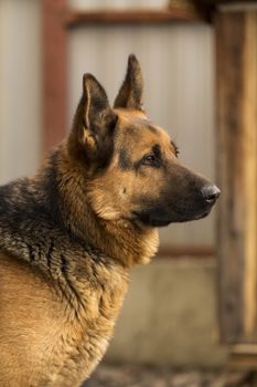 Portrait of a big utility dog German Shepherd outdoors