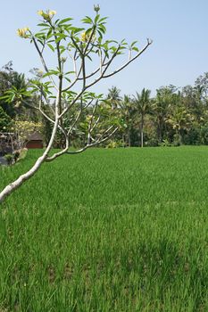 Rice field, Bali, Indonesia, Asia