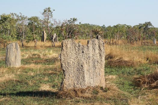 Magnetic termite mound, Litchfield National Park, Australia