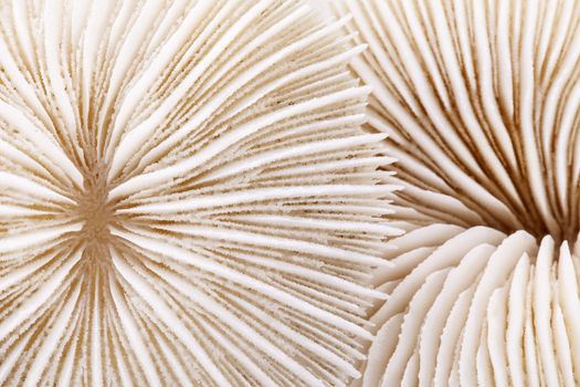 seashell of Fungia  on white background, close up.