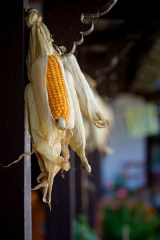 Hanged corncobs drying in rural Nepal