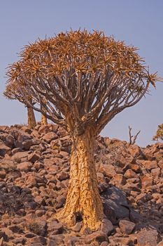 Quiver tree photographed in southern Namibia