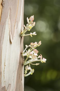 Bark detail of Plane tree trunk, Platanus native to the Northern Hemisphere