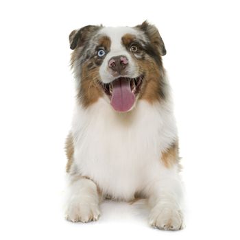 brown australian shepherd in front of white background