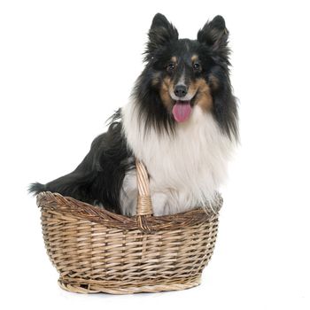 adult shetland sheepdog in front of white background