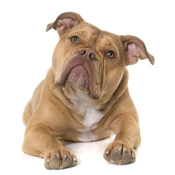 old english bulldog in front of white background