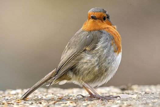 European robin bird isolated on gray background
