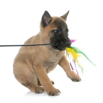 puppy belgian shepherd malinois in front of white background