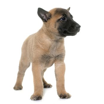 puppy belgian shepherd malinois in front of white background