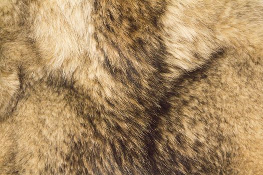 the background texture of the fur pelt of a wild Wolf