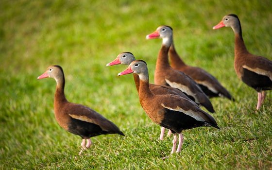 Five Ducks in a Row, Color Image
