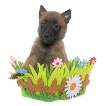 puppy belgian shepherd malinois in front of white background