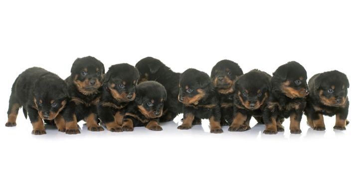 young puppies rottweiler in front of white background