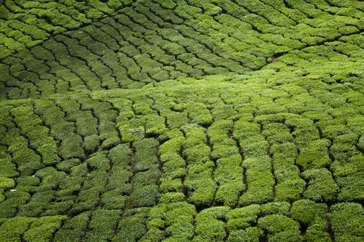 cameron highlands tea plantation landscape