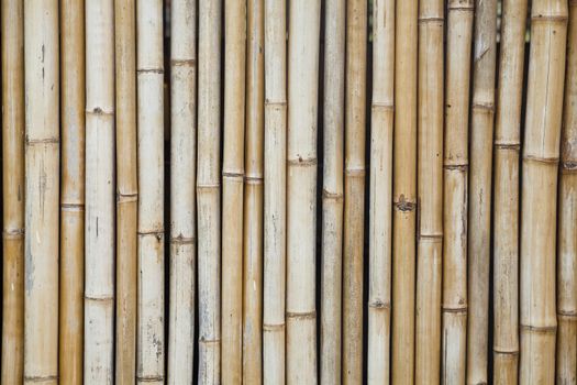 bamboo background