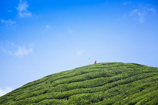 cameron highlands tea plantation landscape