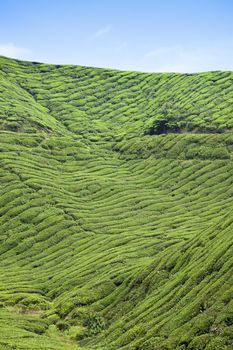 cameron highlands tea plantation landscape