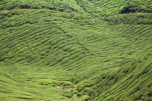 cameron highlands tea plantation landscape