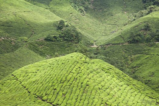 cameron highlands tea plantation landscape