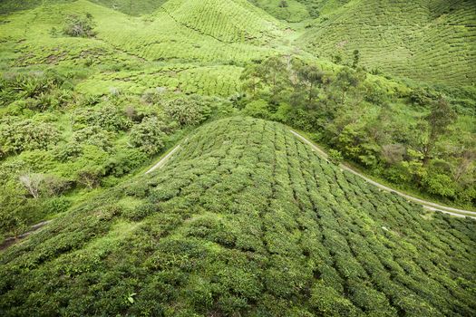 cameron highlands tea plantation landscape