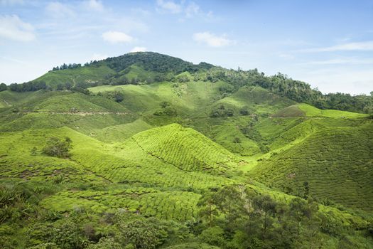 cameron highlands tea plantation landscape