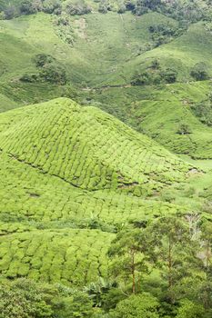 cameron highlands tea plantation landscape