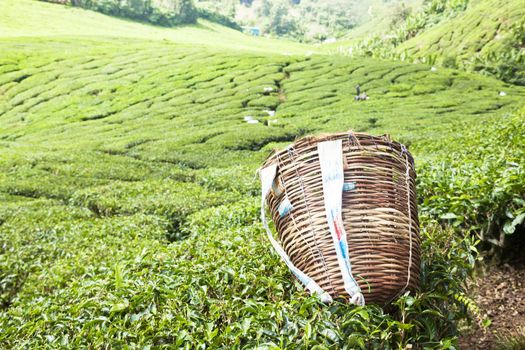 cameron highlands tea plantation landscape