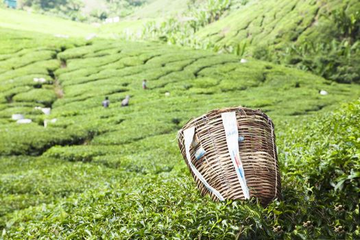 cameron highlands tea plantation landscape