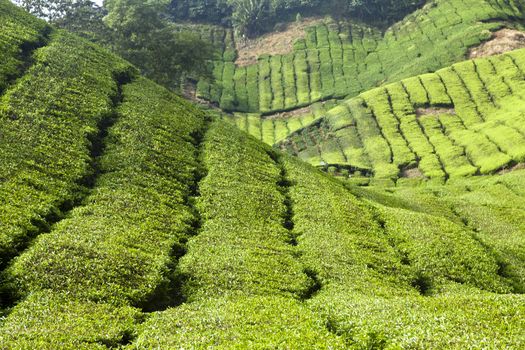 cameron highlands tea plantation landscape