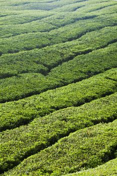 cameron highlands tea plantation landscape