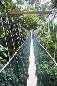 Canopy walkway. Taman Negara National Park. Malaysia