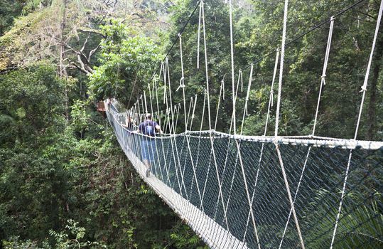 Canopy walkway. Taman Negara National Park. Malaysia