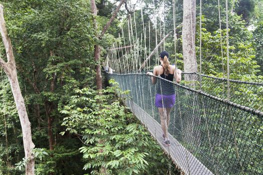 Canopy walkway. Taman Negara National Park. Malaysia