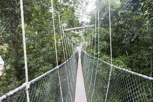 Canopy walkway. Taman Negara National Park. Malaysia