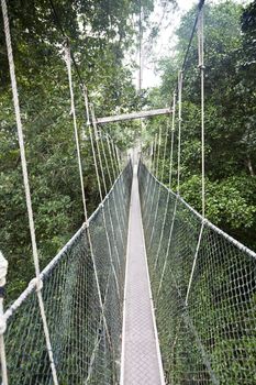 Canopy walkway. Taman Negara National Park. Malaysia