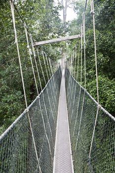 Canopy walkway. Taman Negara National Park. Malaysia