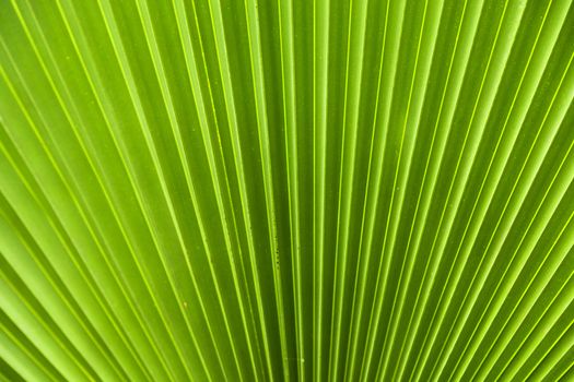 Green palm leaf pattern in the jungle backlit