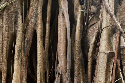 Closeup of banyan tree trunk roots with carvings