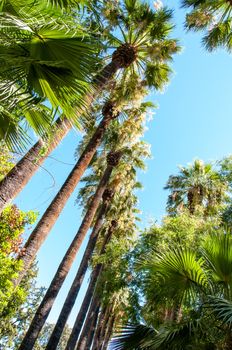 Palm trees at sunset light in summer