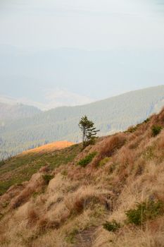 The sky above a lone tree in the mountains