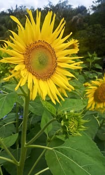 Sunflower in close up view