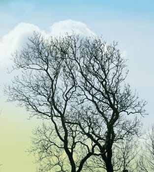 Bare branched tree in winter.