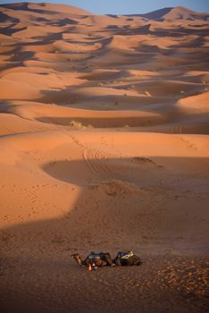 Camels at the sand dunes in the Sahara Desert, Erg Chebbi, Merzouga, Morocco