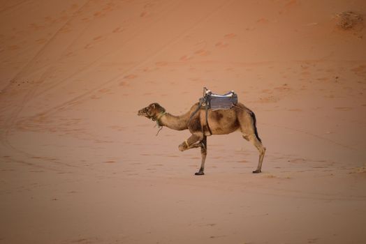 Camel at the sand dunes in the Sahara Desert, Erg Chebbi, Merzouga, Morocco