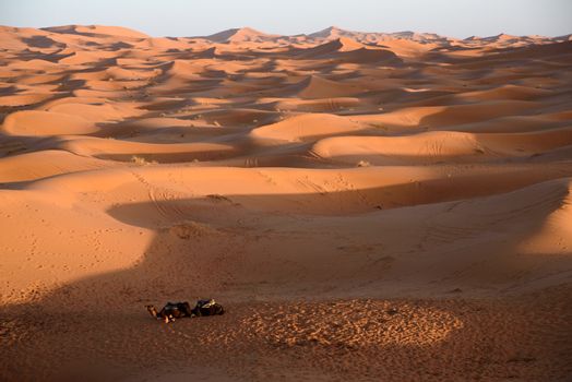 Camels at the sand dunes in the Sahara Desert, Erg Chebbi, Merzouga, Morocco